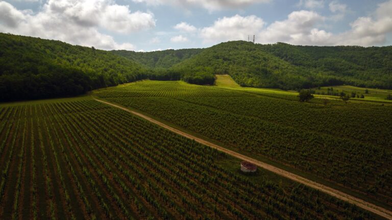 chateau du cedre 768x432