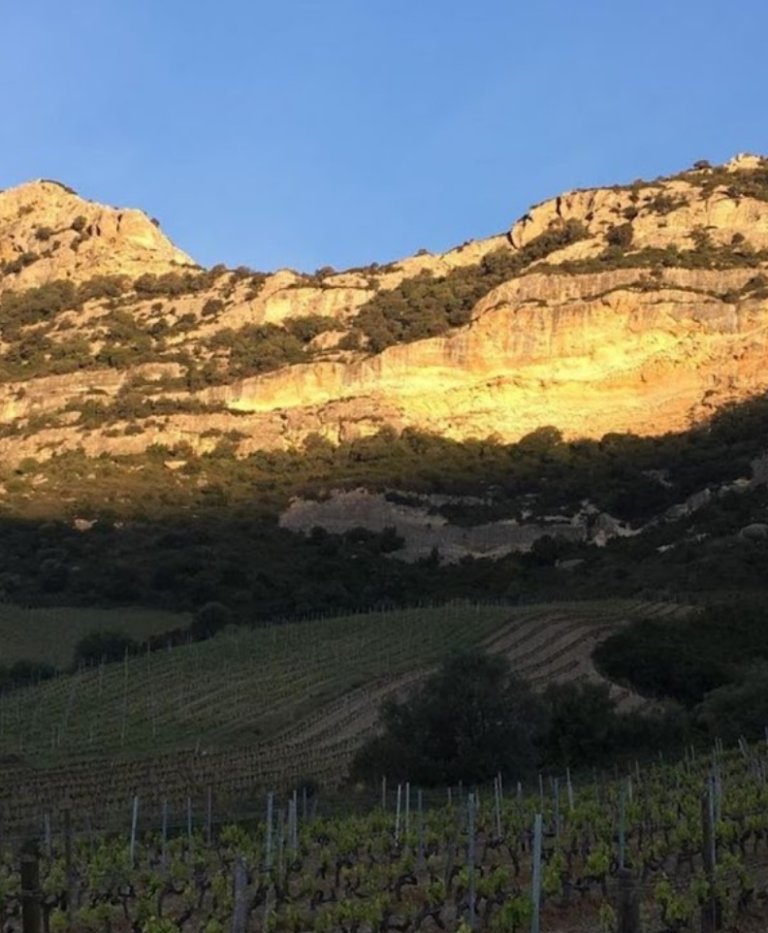 domaine antoine arena 768x933