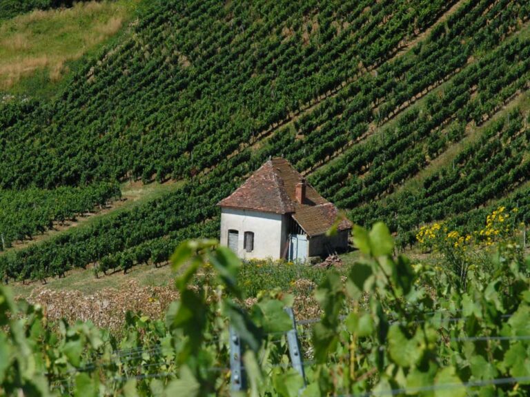 domaine berthet bondet 768x576
