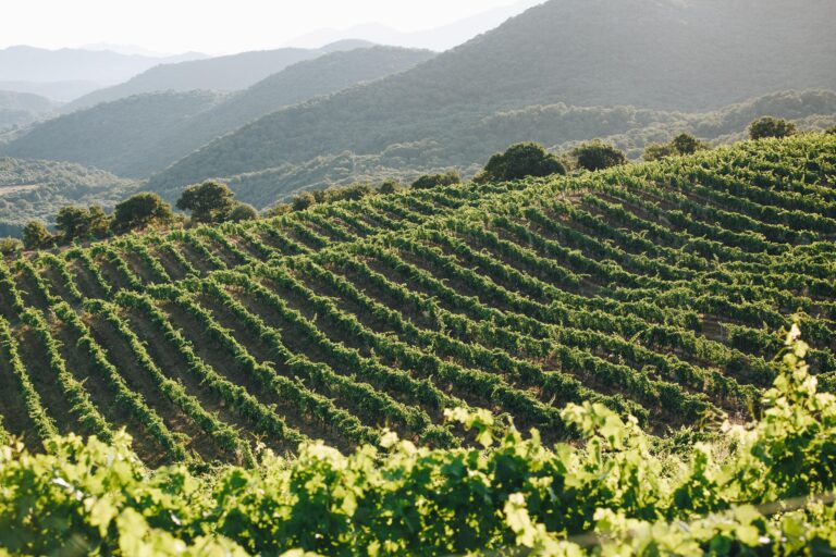domaine comte abbatucci 768x512