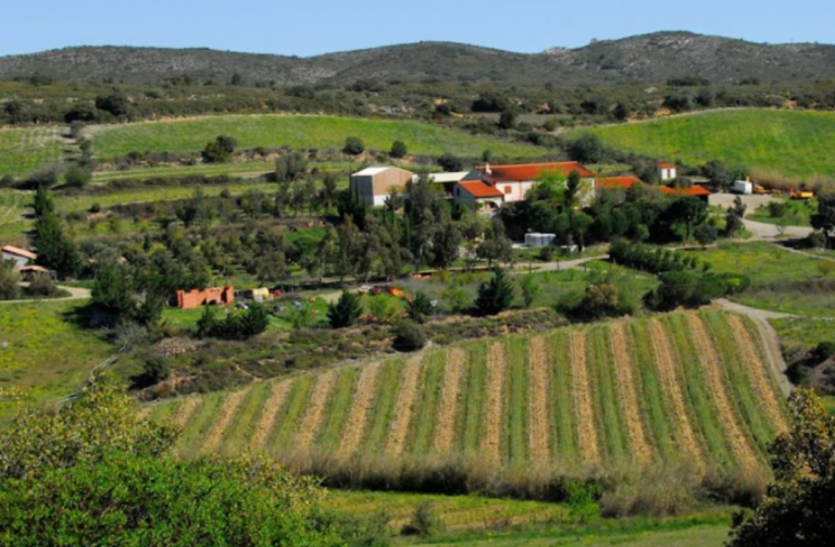 domaine gauby 768x503