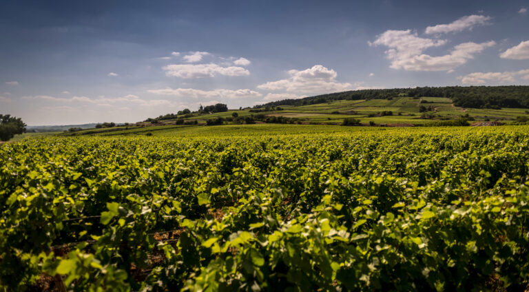 domaine puguet girardin 768x424