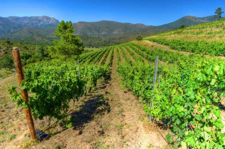 domaine vico 768x511