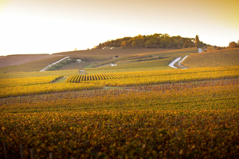 vignoble hampagne pol roger 768x512