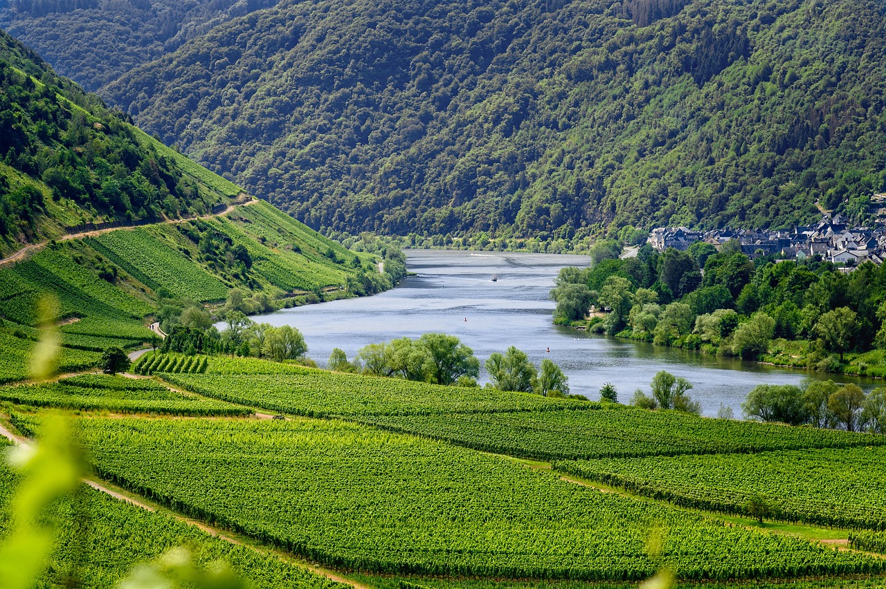 L'œnotourisme : un secteur en pleine expansion avec une croissance de 20 % en 7 ans 1 découvrez le monde fascinant du tourisme viticole : partez à la rencontre des régions viticoles, explorez les châteaux et domaines, profitez de dégustations de vins raffinés et vivez des expériences uniques autour de la gastronomie et des traditions viticoles. une aventure sensorielle inoubliable vous attend !