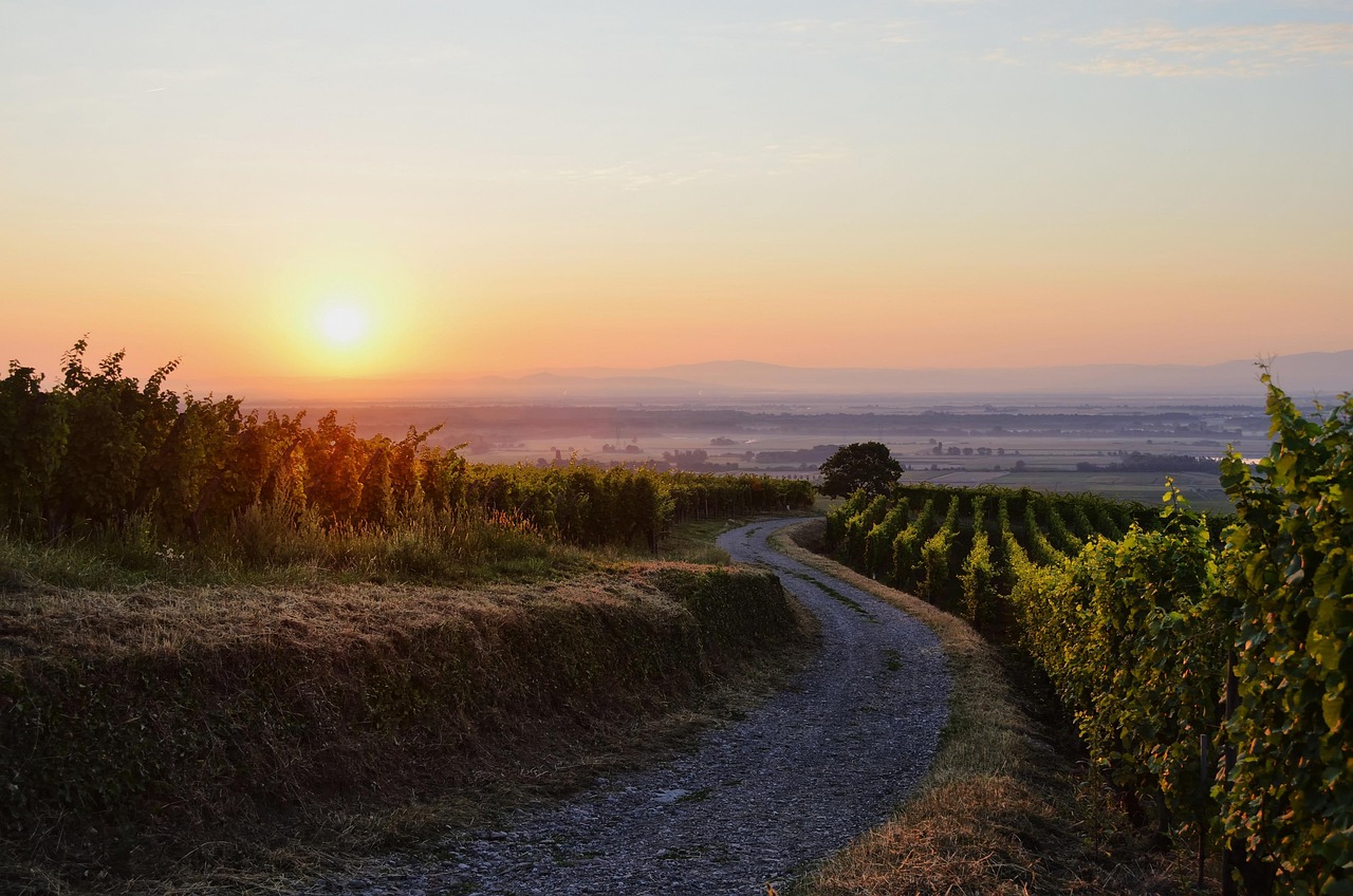 L'alsace retrouve la tournée des terroirs en juin ! 2 découvrez l'alsace, une région empreinte d'histoire et de traditions, célèbre pour ses villages pittoresques, sa délicieuse gastronomie et ses vins renommés. explorez ses paysages enchanteurs, ses marchés de noël féeriques et sa culture unique qui mêle influences françaises et allemandes.