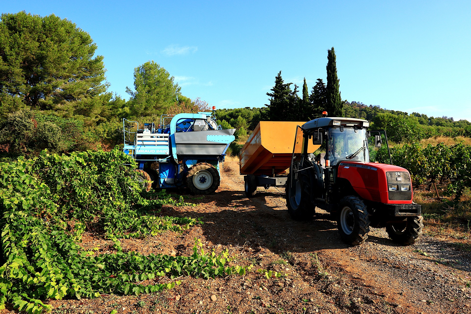 Machine vendanges