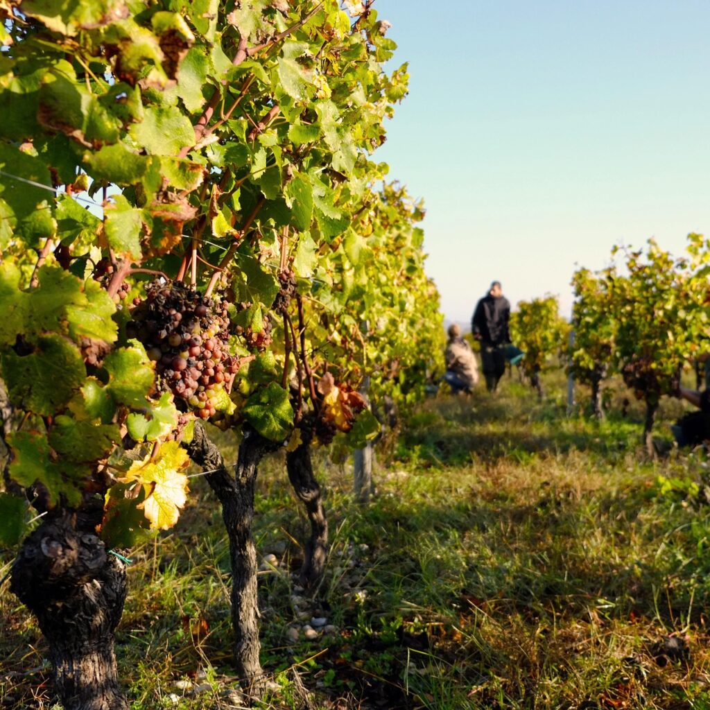 Vendanges