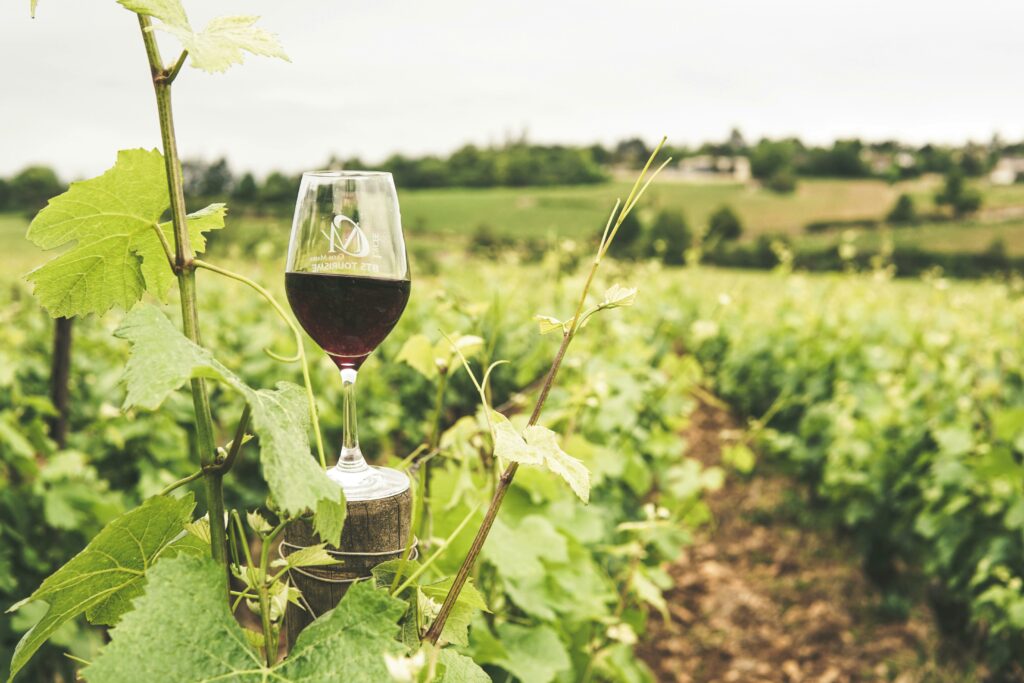 Bourgogne 2025 : un millésime qualitatif mais contrasté 1 pexels elletakesphotos 2954929