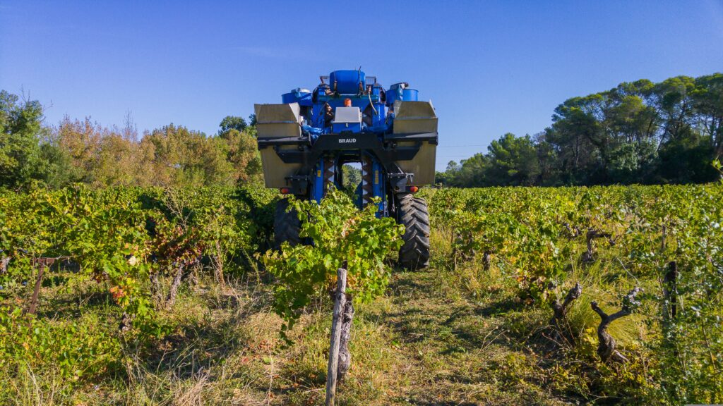 Après la vendange 2025 : des vins plus légers au goût du jour 1 grape harvest 1682559