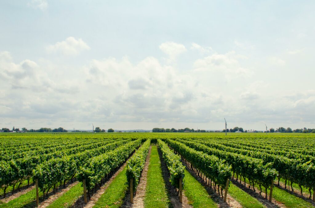 Le label Vignobles & Découvertes en 2025 : relance, enjeux et perspectives 1 pexels madebymath 21393