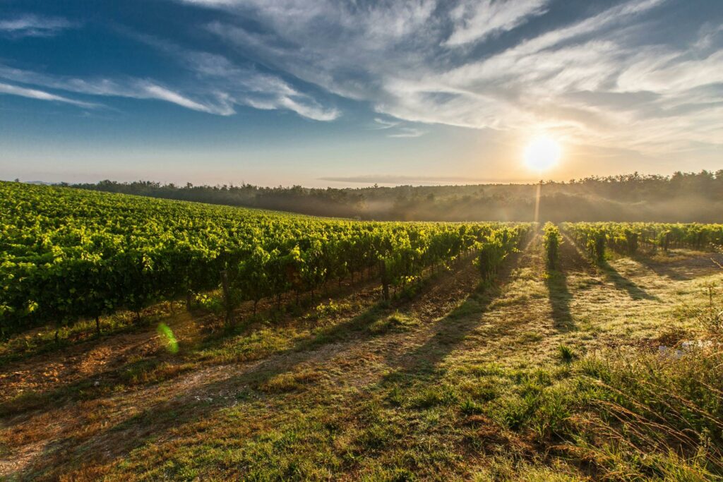 Vignobles en Scène 2025 : un premier week-end national pour réinventer l’œnotourisme 1 pexels pixabay 51947