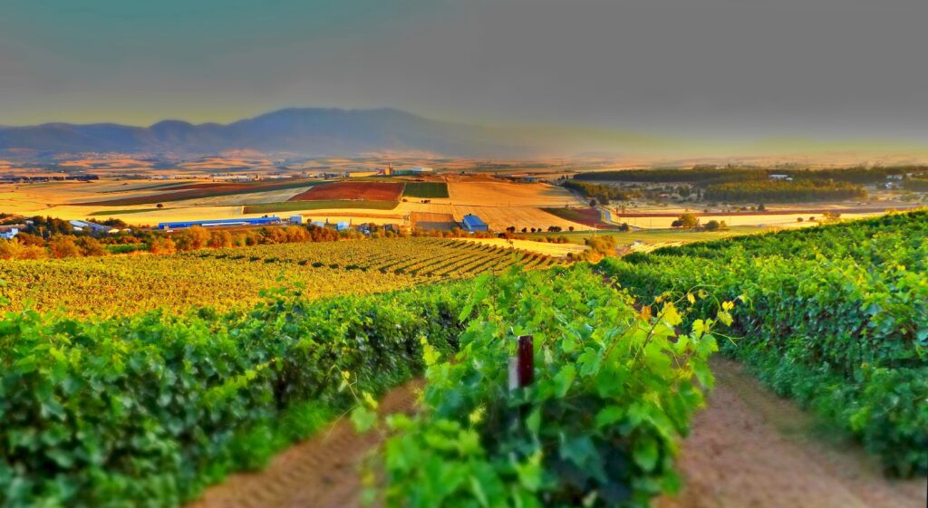 La Motte, joyau viticole du Var : quand un village mise sur l’œnotourisme 1 vineyard 3700026