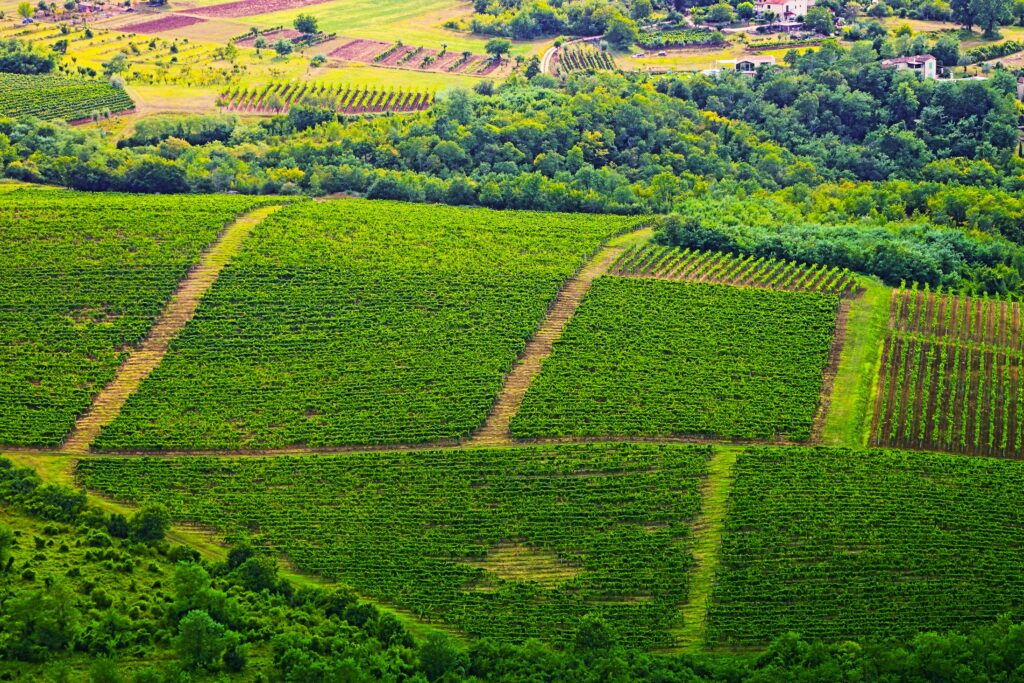 Viticulture durable : quand les domaines réinventent leur lien à la nature 1 vineyard 5543073