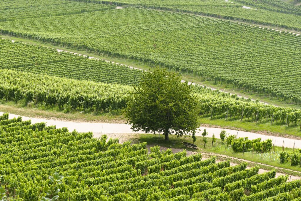 Le Tour des Nouveaux Domaines : à la découverte d’un œnotourisme en pleine mutation 1 vineyard 9494646
