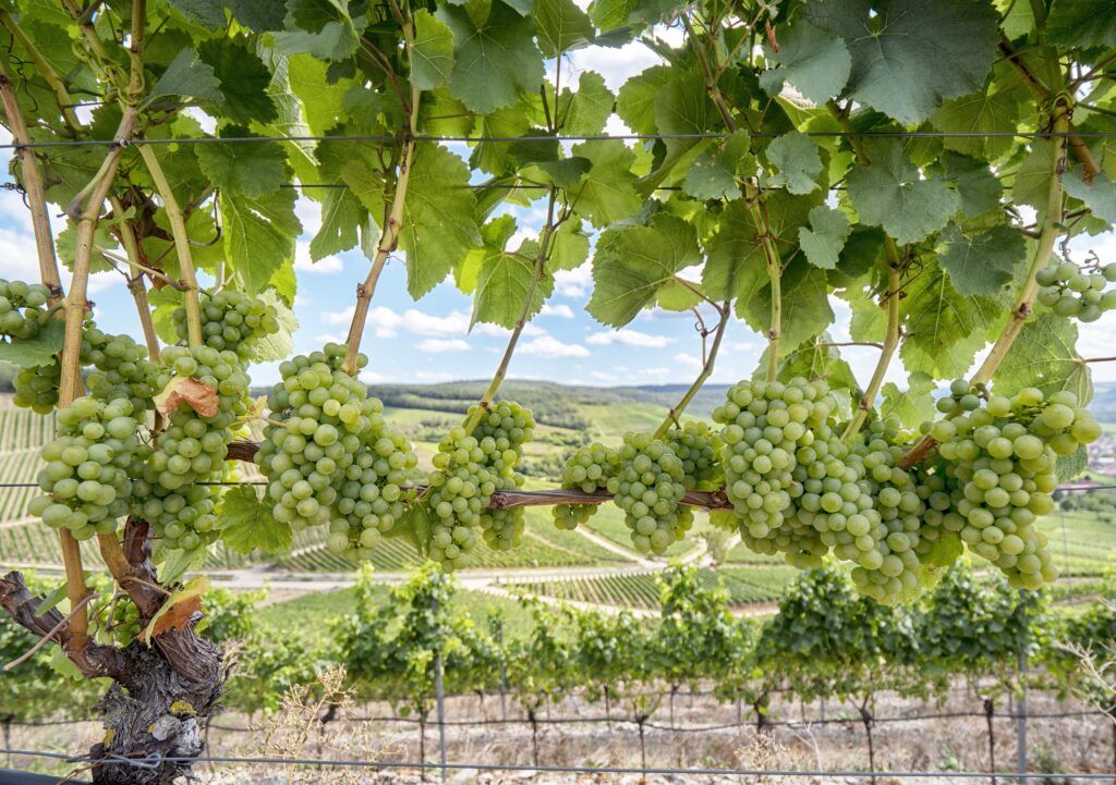 Journée mondiale de l’œnotourisme : une invitation à célébrer la vigne autrement 1 wine 4416111
