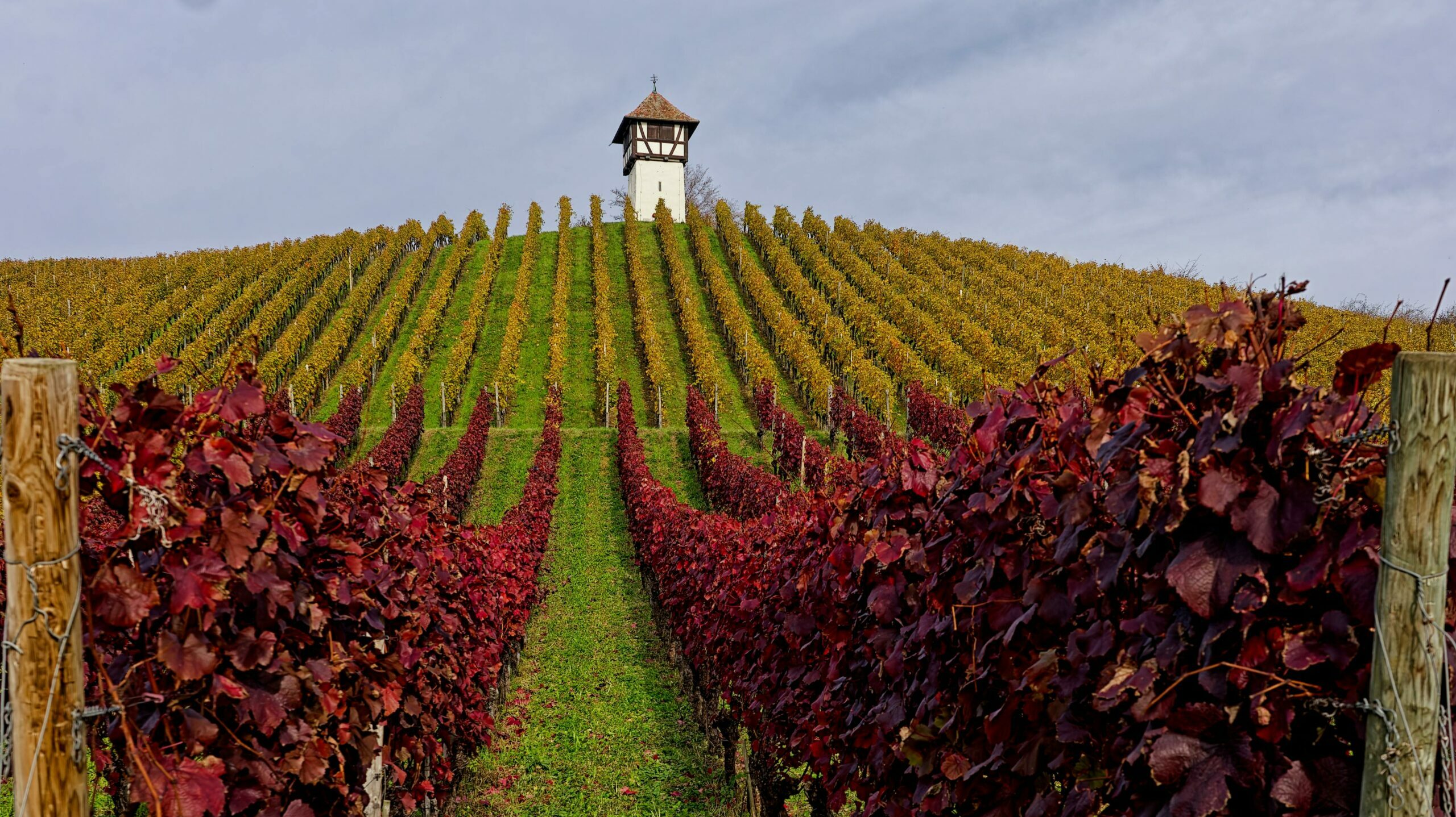 oenotourisme - Photo de Carsten Ruthemann: https://www.pexels.com/fr-fr/photo/34887750/